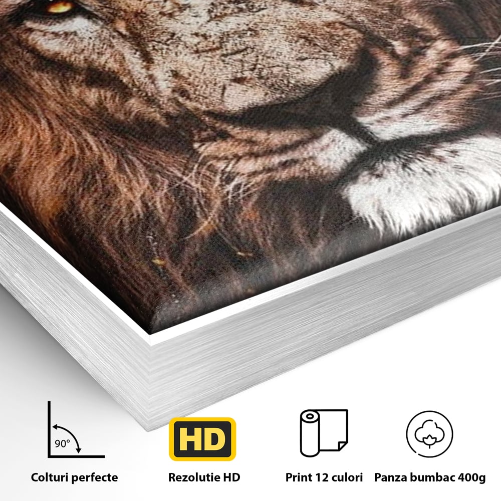 Detaliu al suprafetei: tablou canvas cu leu, in rama de aluminiu argintiu
